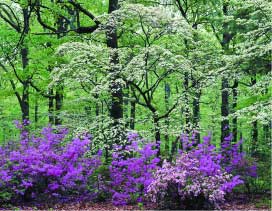 Landscape Architect - Chapel Hill NC Garden